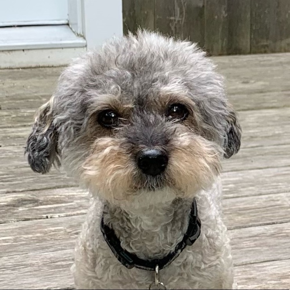 Meet your Posher, Sari